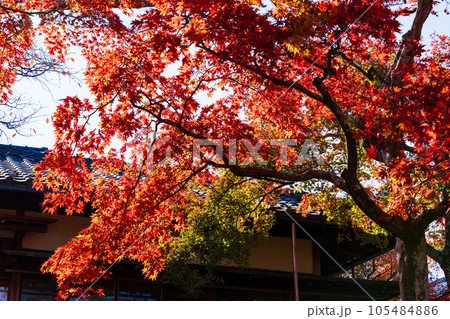 日本屈指の観光地 箱根の秋 紅葉の箱根美術館 神仙郷 日本屈指の観光地 箱根の秋 紅葉の箱根美術館 神仙郷 105484886