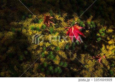 日本屈指の観光地 箱根の秋 紅葉の箱根美術館 神仙郷 日本屈指の観光地 箱根の秋 紅葉の箱根美術館 神仙郷 105484909
