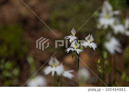 サギソウの季節 105484981