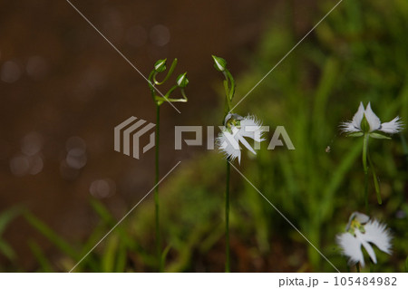 サギソウの季節 105484982