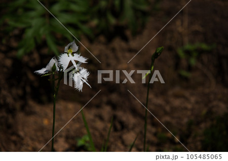 サギソウの季節 105485065