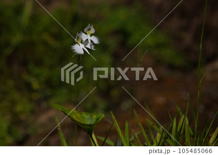 サギソウの季節 105485066