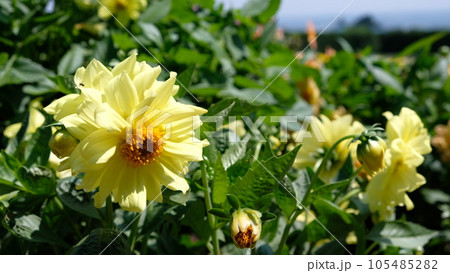 夏色の花【ダリア】 105485282