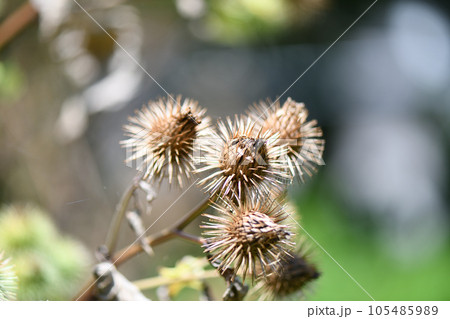 ゴボウ（牛蒡）の果実 105485989