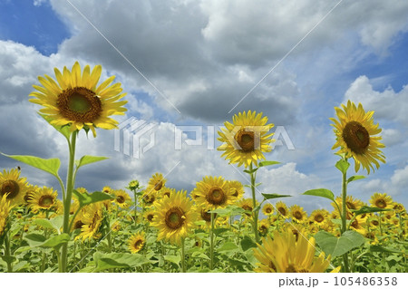 ヒマワリの花畑に雲 ヒマワリの花畑に雲 105486358