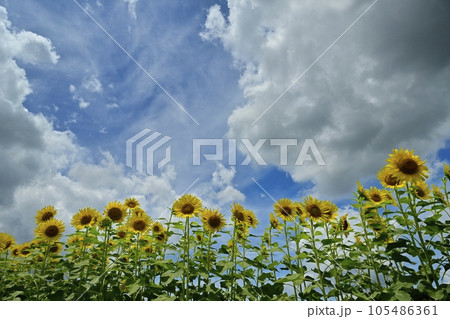 ヒマワリの花畑に雲 ヒマワリの花畑に雲 105486361