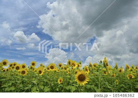 ヒマワリの花畑に雲 ヒマワリの花畑に雲 105486362