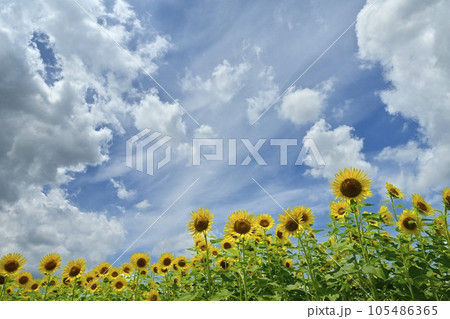ヒマワリの花畑に雲 ヒマワリの花畑に雲 105486365