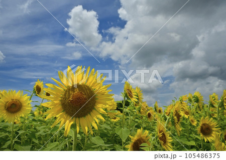 ヒマワリの花畑に雲 105486375