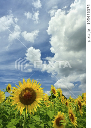ヒマワリの花畑に雲 ヒマワリの花畑に雲 105486376