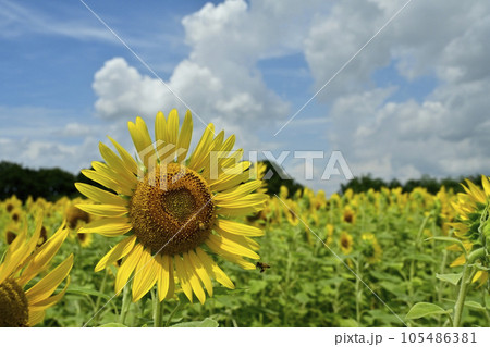 ヒマワリの花畑に雲 ヒマワリの花畑に雲 105486381