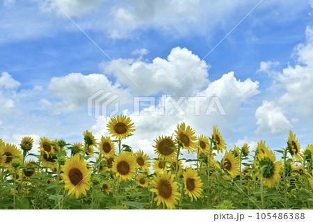 ヒマワリの花畑に雲 ヒマワリの花畑に雲 105486388