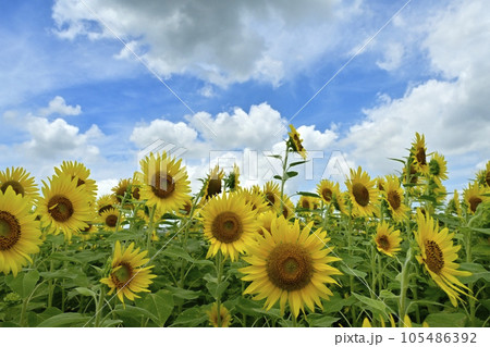 ヒマワリの花畑に雲 ヒマワリの花畑に雲 105486392