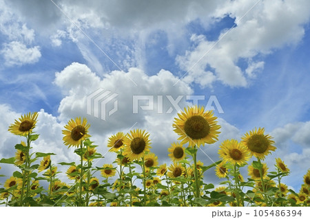 ヒマワリの花畑に雲 105486394