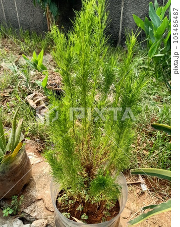 Close up of dog fennel plant  105486487