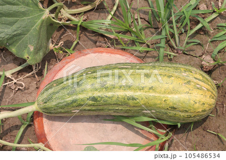 Cucumis melo fruit on farm 105486534