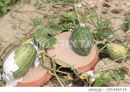 Cucumis melo fruit on farm 105486539