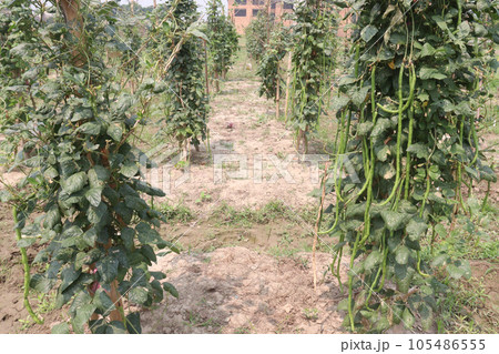 Phaseolus vulgaris on tree in farm Phaseolus vulgaris on tree in farm 105486555