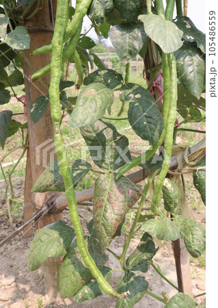 Phaseolus vulgaris on tree in farm Phaseolus vulgaris on tree in farm 105486559