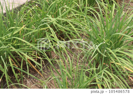 Garlic chives flower plant on farm Garlic chives flower plant on farm 105486578
