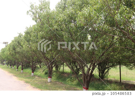 Cinnamomum osmophloeum spice tree plant 105486583