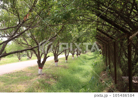 Cinnamomum osmophloeum spice tree plant 105486584