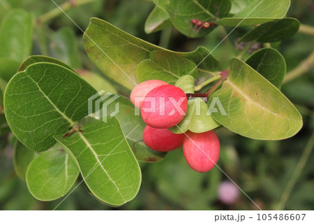 Carissa carandas fruit on tree on farm 105486607