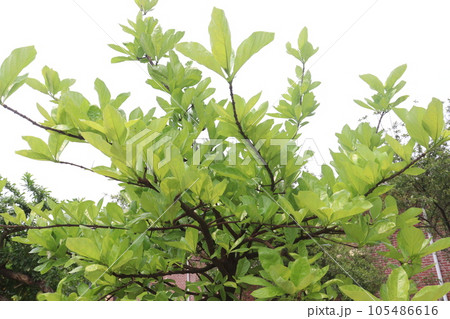 Calabash tree on garden for flower need Calabash tree on garden for flower need 105486616
