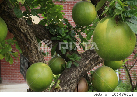 Calabash tree with fruit on garden for flower need Calabash tree with fruit on garden for flower need 105486618