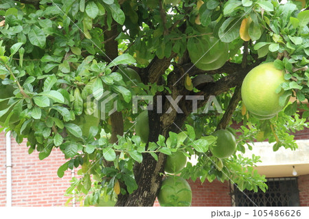 Calabash tree with fruit on garden for flower need Calabash tree with fruit on garden for flower need 105486626