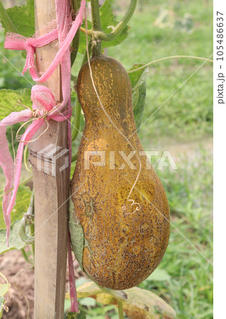 Sikkim Cucumber on tree in farm 105486637