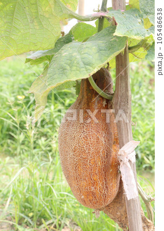 Sikkim Cucumber on tree in farm 105486638
