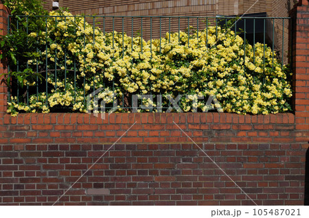 レンガ壁に鉄製フェンス黄モッコウバラ生垣1 105487021