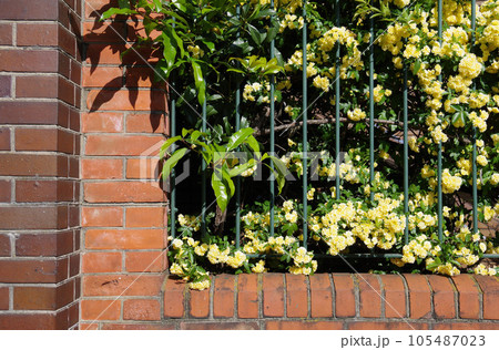 レンガ壁に鉄製フェンス黄モッコウバラ生垣3 105487023