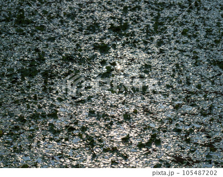 池を覆う浮き草 105487202