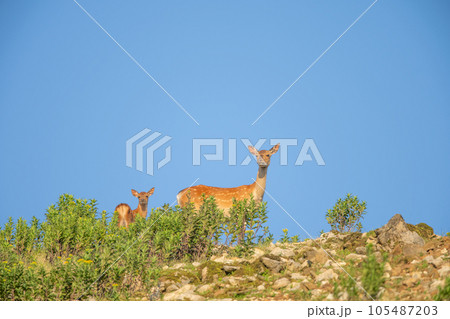 伊吹山の野生鹿 105487203