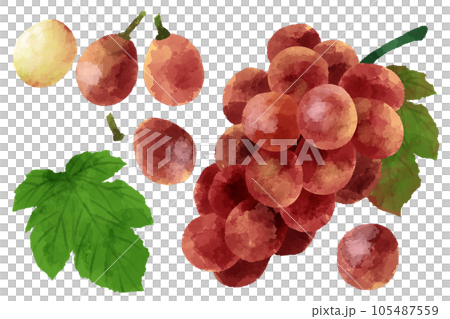 Illustration of grapes, hand-painted, watercolor style 105487559