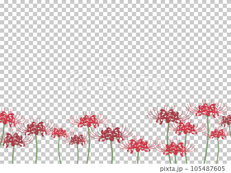 簇孤挺花插圖背景材料 105487605