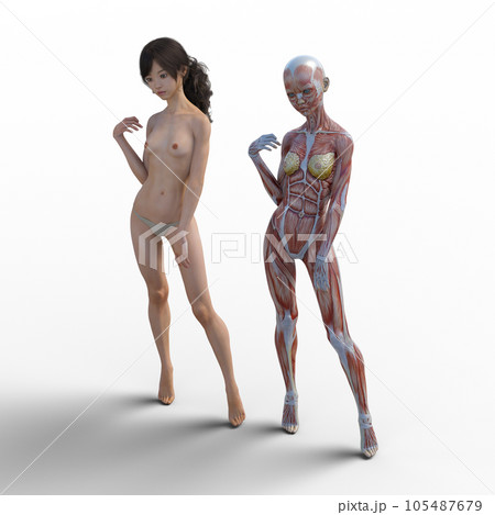 人体標本　筋肉　骨格　リアル3DCGイラスト素材 105487679
