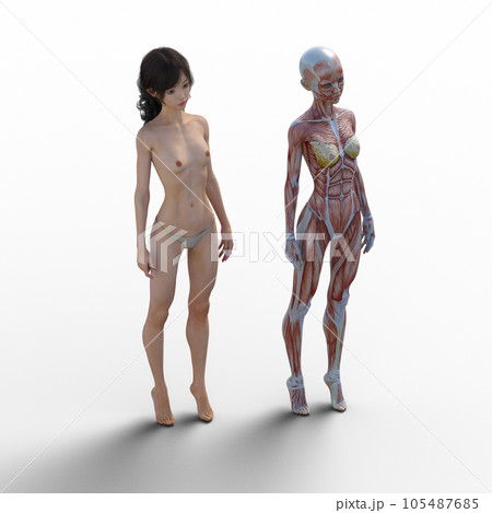人体標本　筋肉　骨格　リアル3DCGイラスト素材 105487685
