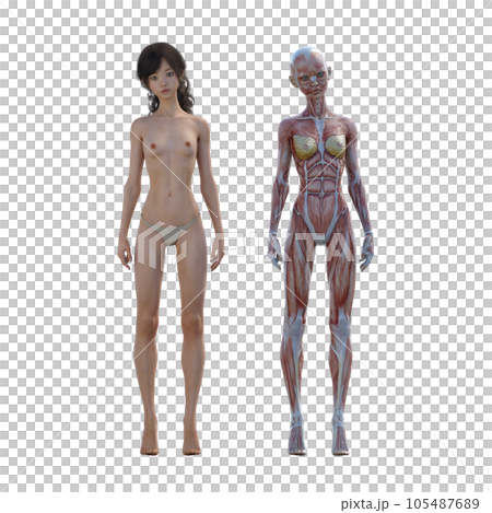 Human body specimen muscle skeleton realistic 3DCG illustration material 105487689