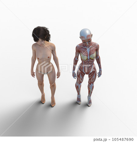 人体標本 筋肉 骨格 リアル3DCGイラスト素材 人体標本 筋肉 骨格 リアル3DCGイラスト素材 105487690