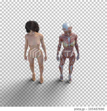 人体標本 筋肉 骨格 リアル3DCGイラスト素材 人体標本 筋肉 骨格 リアル3DCGイラスト素材 105487690
