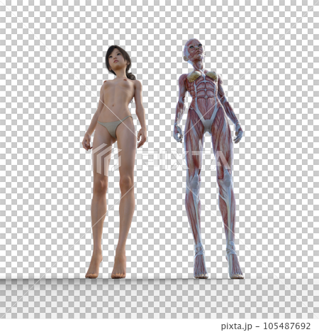Human body specimen muscle skeleton realistic 3DCG illustration material 105487692