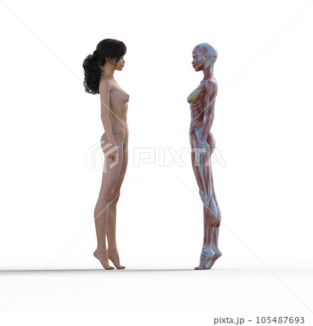 人体標本　筋肉　骨格　リアル3DCGイラスト素材 105487693