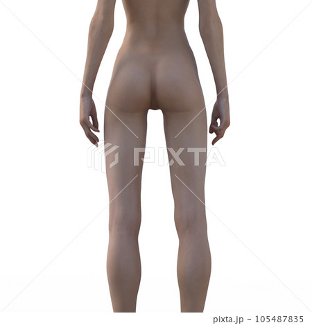 人体標本 筋肉 骨格 リアル3DCGイラスト素材 人体標本 筋肉 骨格 リアル3DCGイラスト素材 105487835
