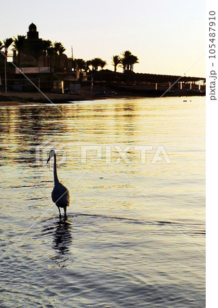 heron bird in the Red sea heron bird in the Red sea 105487910