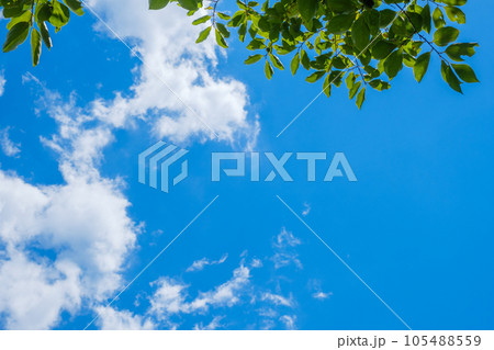 青空と夏の雲と木々　8月の空 105488559