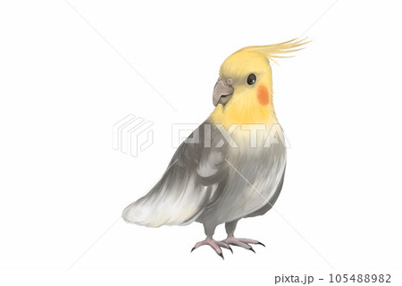 グレーのオカメインコ 105488982