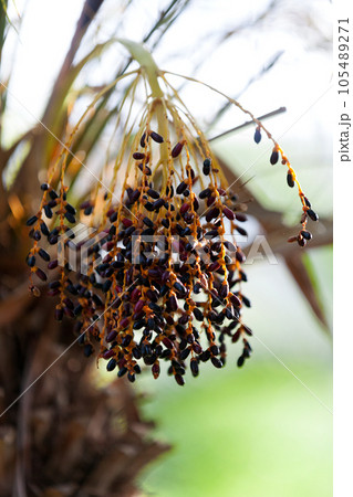 Black dates of a Phoenix roebelenii Black dates of a Phoenix roebelenii 105489271